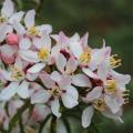 Choisya - Mexican Orange Blossom