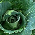 Organic Cabbage