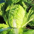 Chinese Cabbage