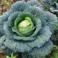 Milan Cabbage