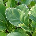 Perennial Kale