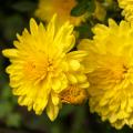 Florist's Chrysanthemum