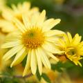 Yellow or orange Chrysanthemum