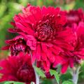 Red Chrysanthemum