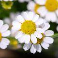 White Chrysanthemum