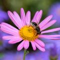 Pink Chrysanthemum