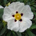 Cistus - Rockrose