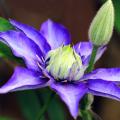 Blue Clematis