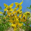 Yellow and orange Clematis