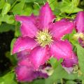 Pink Clematis