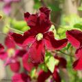 Red Clematis