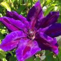 Purple Clematis