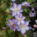 Single-flowered Clematis