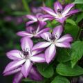 Autumn flowering Clematis