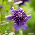 Summer flowering Clematis