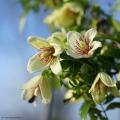 Winter flowering Clematis