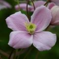 Spring flowering Clematis