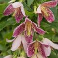 Evergreen Clematis