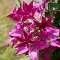 Clematis for pot-growing