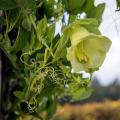 Cobaea seeds