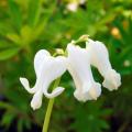 White Bleeding Hearts