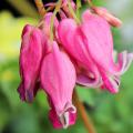 Dicentra - Bleeding Hearts