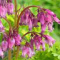 Pink Bleeding Hearts