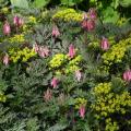 Spreading Bleeding Hearts