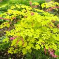 Bleeding Heart with colourful foliage