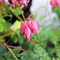 Bleeding Heart for pots