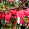 Red Bleeding Hearts