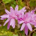 Colchicum