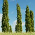Columnar conifers