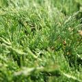 Green foliage Conifers