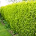 Hedge Conifers
