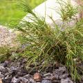 Rockery Conifers