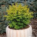 Conifers for pot-growing