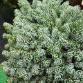 Rare and unusual Conifers