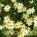 Coreopsis ground cover