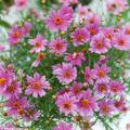 Pink Coreopsis