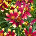 Red Coreopsis