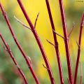 Coloured wood Dogwood