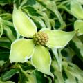 Flowering Dogwood