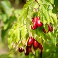 Fruiting Dogwoods