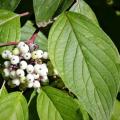 Cornus alba - White dogwood