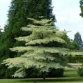 Pagoda Dogwood - Cornus alternifolia