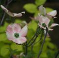 Cornus florida - Flowering Dogwood