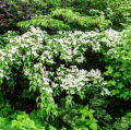 Cornus kousa - Kousa Dogwood