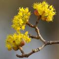 Fruiting Cornus - Cornus mas and officinalis