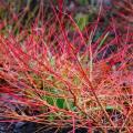 Cornus sanguinea - Common Dogwood